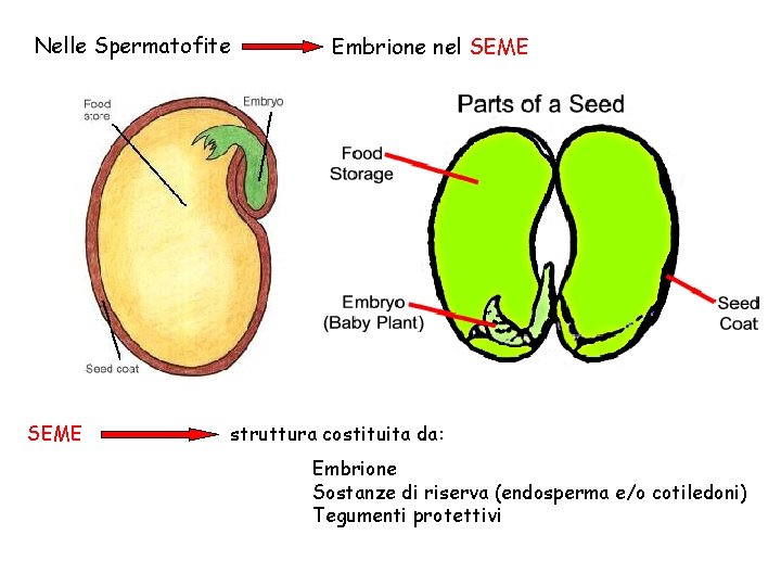 Nelle Spermatofite SEME Embrione nel SEME struttura costituita da: Embrione Sostanze di riserva (endosperma