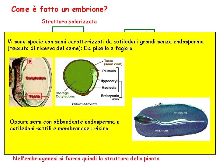 Come è fatto un embrione? Struttura polarizzata germoglio Piumetta Vi sono specie con semi