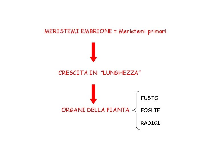 MERISTEMI EMBRIONE = Meristemi primari CRESCITA IN “LUNGHEZZA” FUSTO ORGANI DELLA PIANTA FOGLIE RADICI