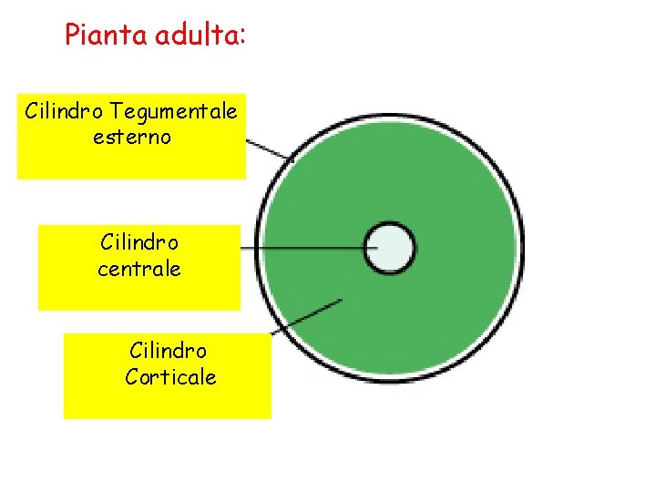 Pianta adulta: Cilindro Tegumentale esterno Cilindro centrale Cilindro Corticale 