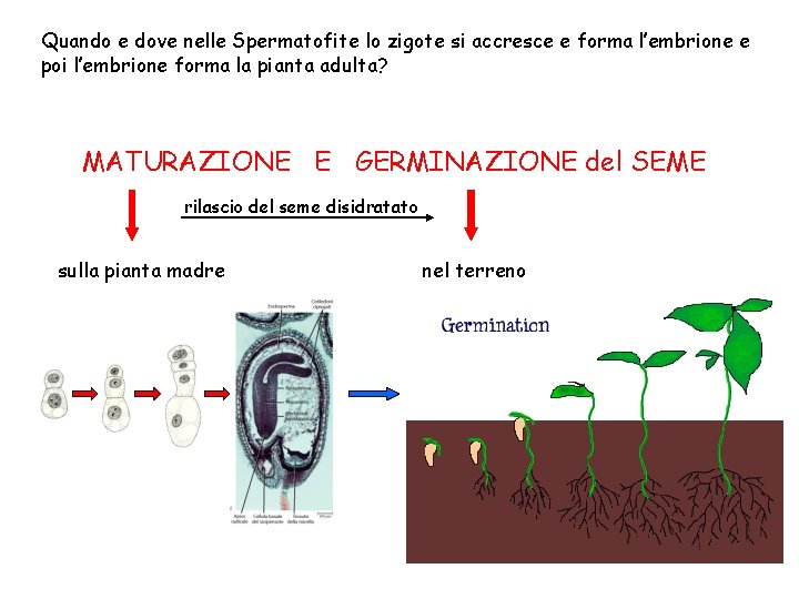 Quando e dove nelle Spermatofite lo zigote si accresce e forma l’embrione e poi