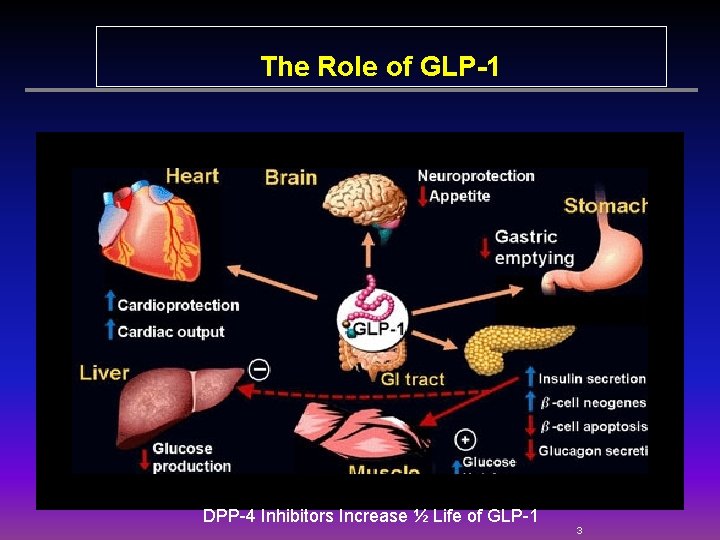 The Role of GLP-1 DPP-4 Inhibitors Increase ½ Life of GLP-1 3 