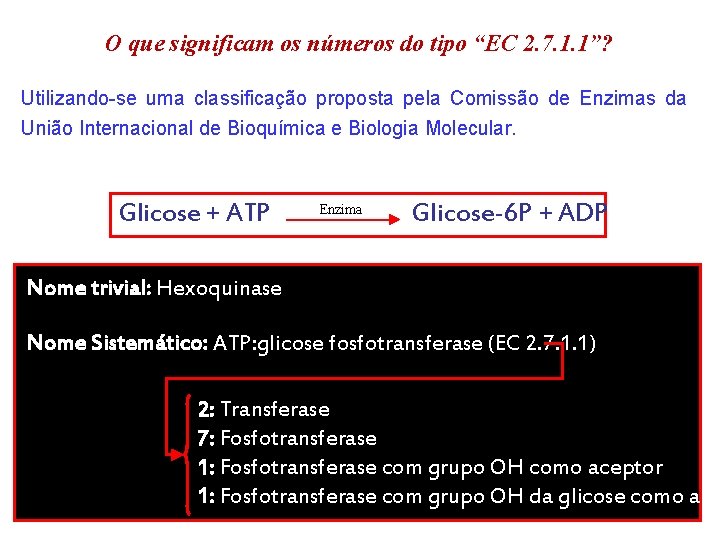 O que significam os números do tipo “EC 2. 7. 1. 1”? Utilizando-se uma