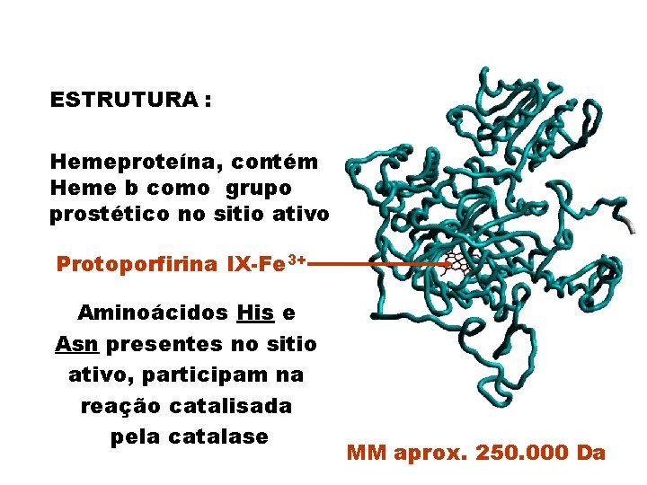 ESTRUTURA : Hemeproteína, contém Heme b como grupo prostético no sitio ativo Protoporfirina IX-Fe