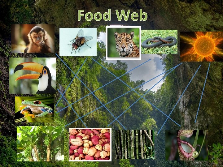 Food Web  Food Web