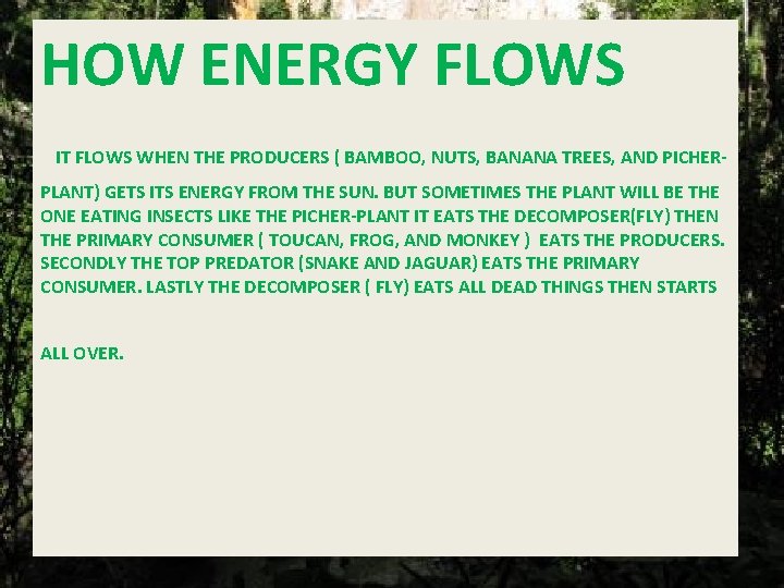 HOW ENERGY FLOWS IT FLOWS WHEN THE PRODUCERS ( BAMBOO, NUTS, BANANA TREES, AND HOW ENERGY FLOWS IT FLOWS WHEN THE PRODUCERS ( BAMBOO, NUTS, BANANA TREES, AND