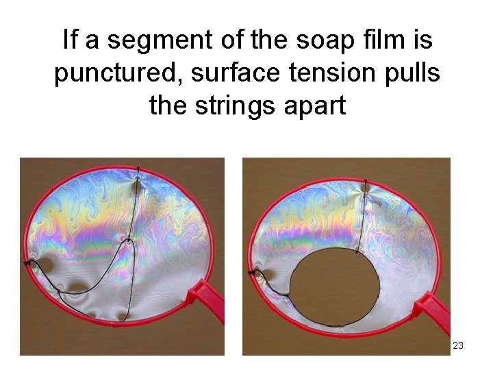 If a segment of the soap film is punctured, surface tension pulls the strings