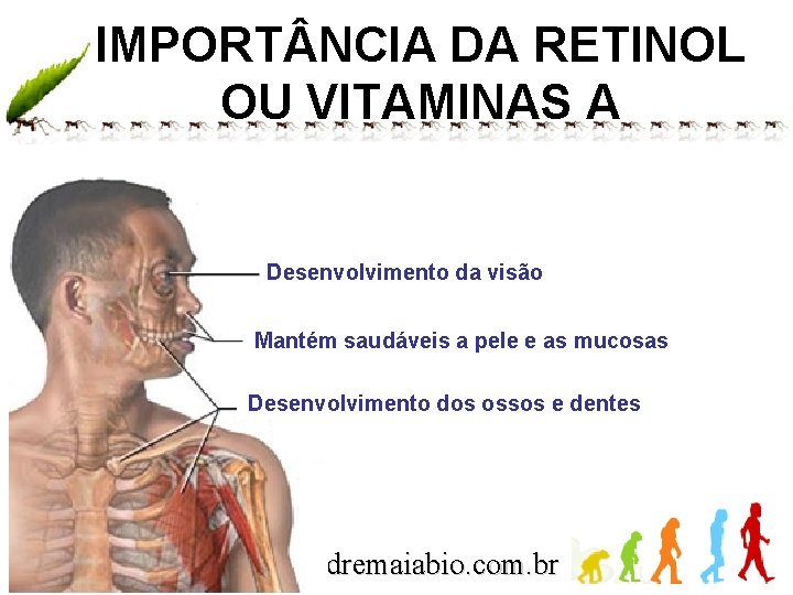 IMPORT NCIA DA RETINOL OU VITAMINAS A Desenvolvimento da visão Mantém saudáveis a pele