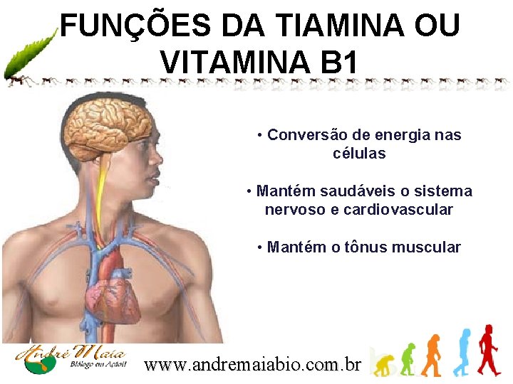 FUNÇÕES DA TIAMINA OU VITAMINA B 1 • Conversão de energia nas células •