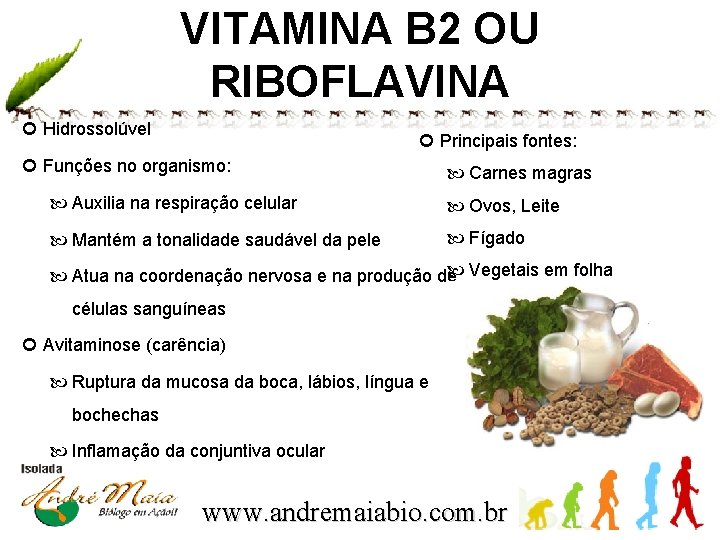 VITAMINA B 2 OU RIBOFLAVINA Hidrossolúvel Principais fontes: Funções no organismo: Carnes magras Auxilia