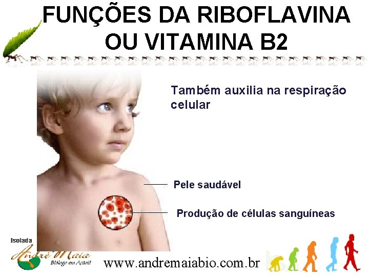 FUNÇÕES DA RIBOFLAVINA OU VITAMINA B 2 Também auxilia na respiração celular Pele saudável