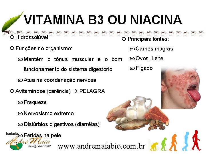VITAMINA B 3 OU NIACINA Hidrossolúvel Principais fontes: Funções no organismo: Mantém o tônus