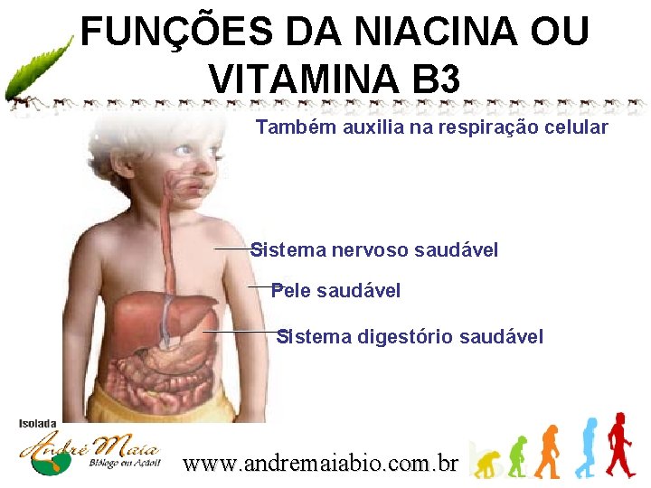 FUNÇÕES DA NIACINA OU VITAMINA B 3 Também auxilia na respiração celular Sistema nervoso