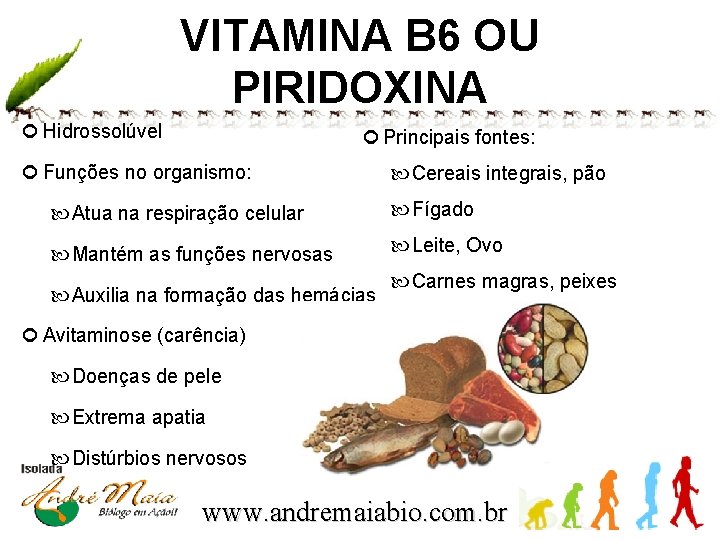 VITAMINA B 6 OU PIRIDOXINA Hidrossolúvel Principais fontes: Funções no organismo: Cereais integrais, pão