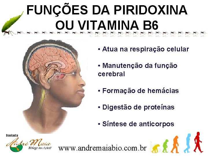 FUNÇÕES DA PIRIDOXINA OU VITAMINA B 6 • Atua na respiração celular • Manutenção