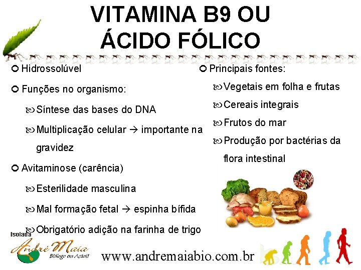 VITAMINA B 9 OU ÁCIDO FÓLICO Principais fontes: Hidrossolúvel Funções no organismo: Síntese das