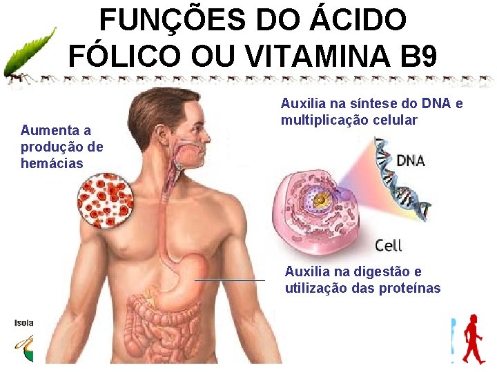 FUNÇÕES DO ÁCIDO FÓLICO OU VITAMINA B 9 Aumenta a produção de hemácias Auxilia