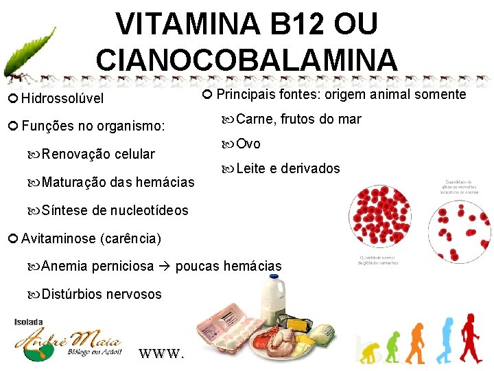 VITAMINA B 12 OU CIANOCOBALAMINA Principais fontes: origem animal somente Hidrossolúvel Funções no organismo: