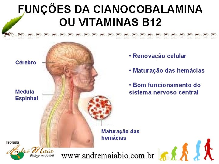 FUNÇÕES DA CIANOCOBALAMINA OU VITAMINAS B 12 • Renovação celular Cérebro • Maturação das