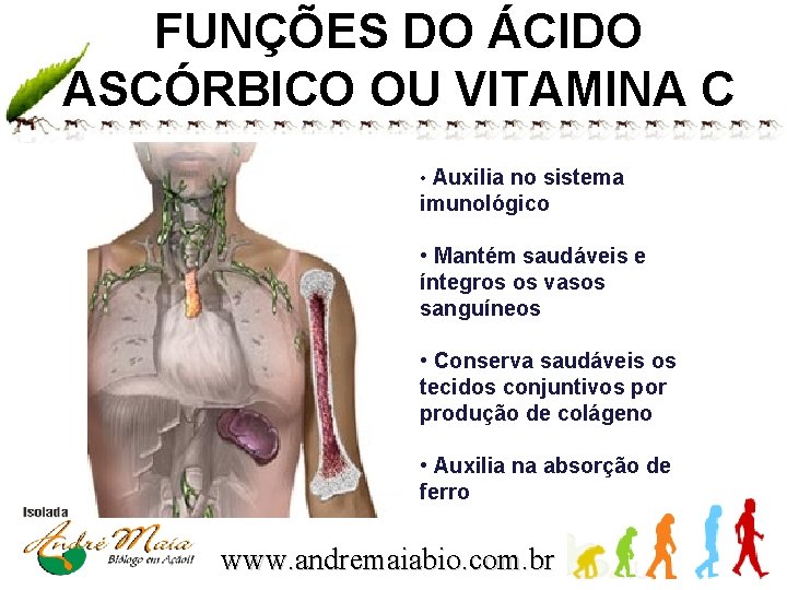 FUNÇÕES DO ÁCIDO ASCÓRBICO OU VITAMINA C • Auxilia no sistema imunológico • Mantém