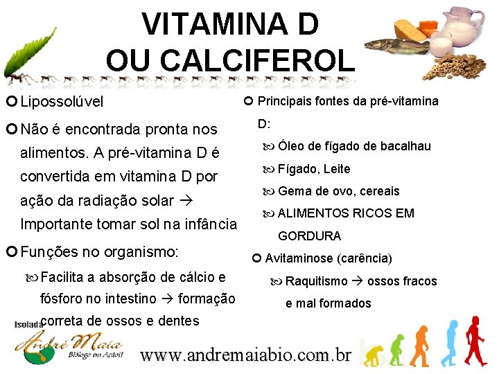 VITAMINA D OU CALCIFEROL Lipossolúvel Principais fontes da pré-vitamina Não é encontrada pronta nos