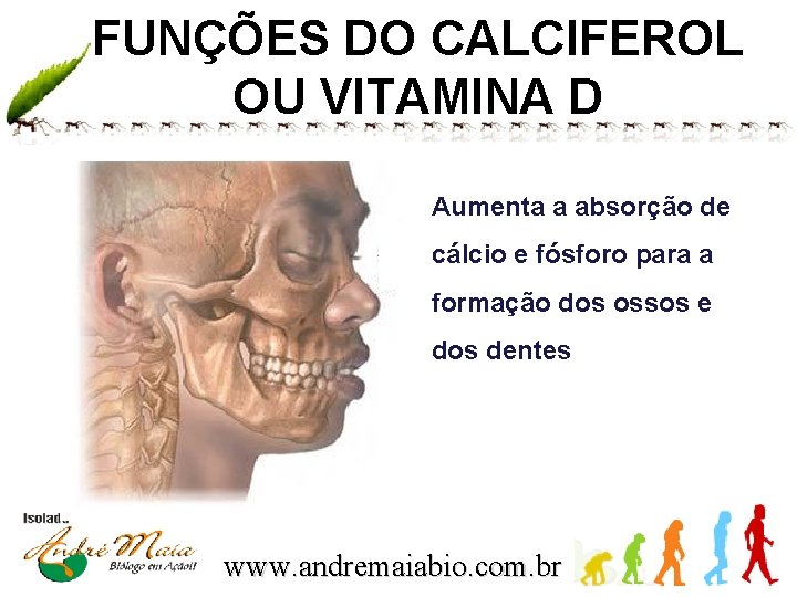 FUNÇÕES DO CALCIFEROL OU VITAMINA D Aumenta a absorção de cálcio e fósforo para