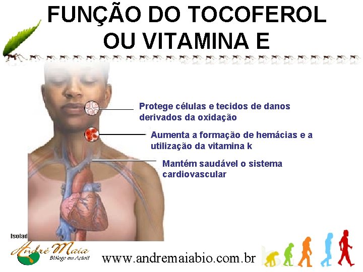 FUNÇÃO DO TOCOFEROL OU VITAMINA E Protege células e tecidos de danos derivados da