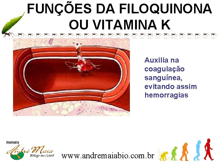 FUNÇÕES DA FILOQUINONA OU VITAMINA K Auxilia na coagulação sanguínea, evitando assim hemorragias www.