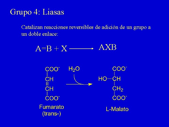 Grupo 4: Liasas Catalizan reacciones reversibles de adición de un grupo a un doble