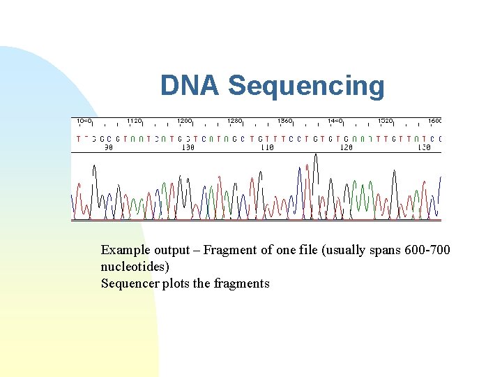 DNA Sequencing Example output – Fragment of one file (usually spans 600 -700 nucleotides)
