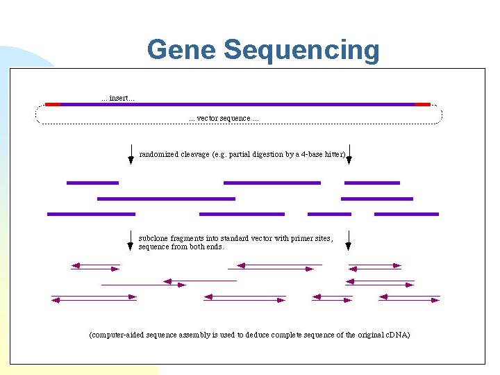 Gene Sequencing 