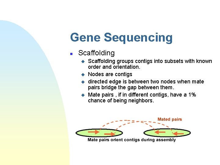 Gene Sequencing n Scaffolding u u Scaffolding groups contigs into subsets with known order