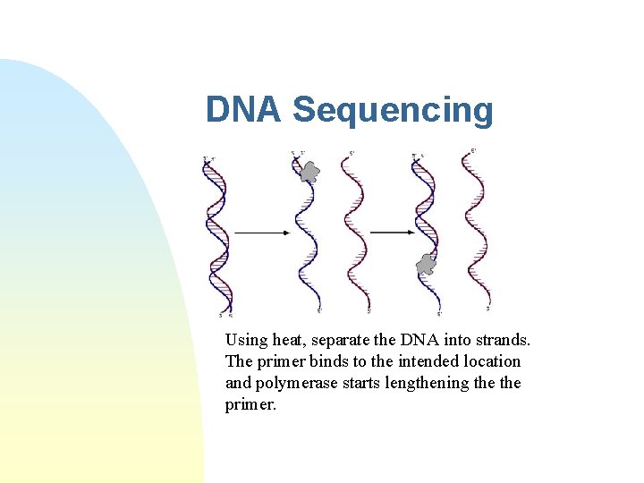 DNA Sequencing Using heat, separate the DNA into strands. The primer binds to the