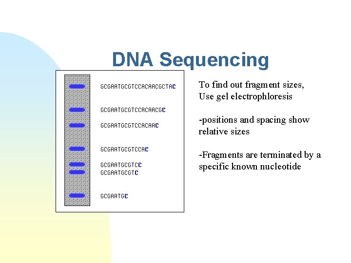 DNA Sequencing To find out fragment sizes, Use gel electrophloresis -positions and spacing show