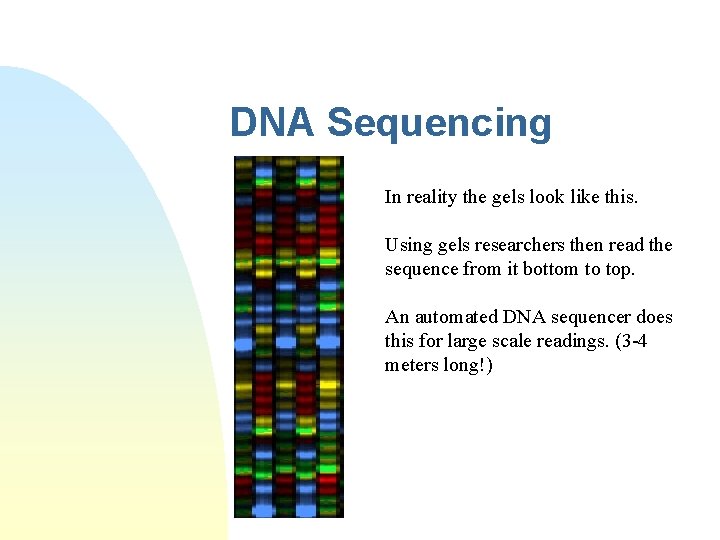 DNA Sequencing In reality the gels look like this. Using gels researchers then read