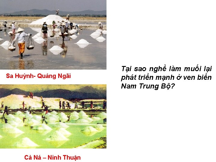 Sa Huỳnh- Quảng Ngãi Cà Ná – Ninh Thuận Tại sao nghề làm muối