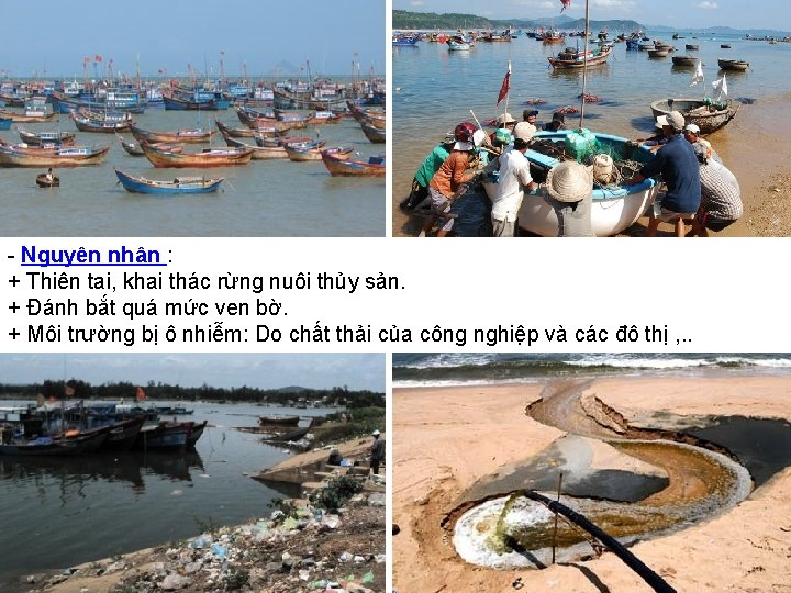 - Nguyên nhân : + Thiên tai, khai thác rừng nuôi thủy sản. +