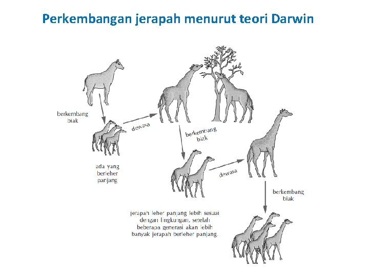 Perkembangan jerapah menurut teori Darwin Perkembangan jerapah menurut teori Darwin