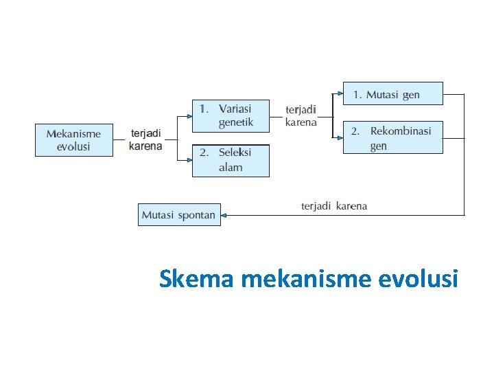 Skema mekanisme evolusi Skema mekanisme evolusi