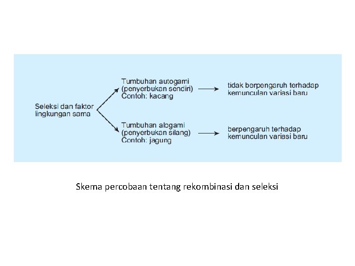 Skema percobaan tentang rekombinasi dan seleksi Skema percobaan tentang rekombinasi dan seleksi