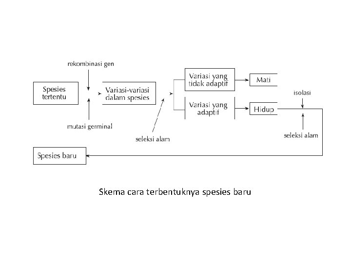 Skema cara terbentuknya spesies baru Skema cara terbentuknya spesies baru