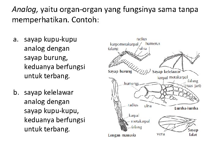 Analog, yaitu organ-organ yang fungsinya sama tanpa memperhatikan. Contoh: a. sayap kupu-kupu analog dengan Analog, yaitu organ-organ yang fungsinya sama tanpa memperhatikan. Contoh: a. sayap kupu-kupu analog dengan