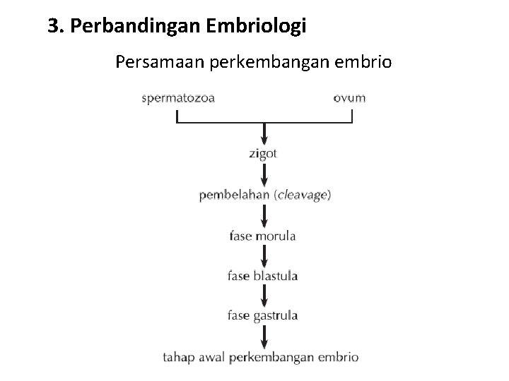 3. Perbandingan Embriologi Persamaan perkembangan embrio 3. Perbandingan Embriologi Persamaan perkembangan embrio