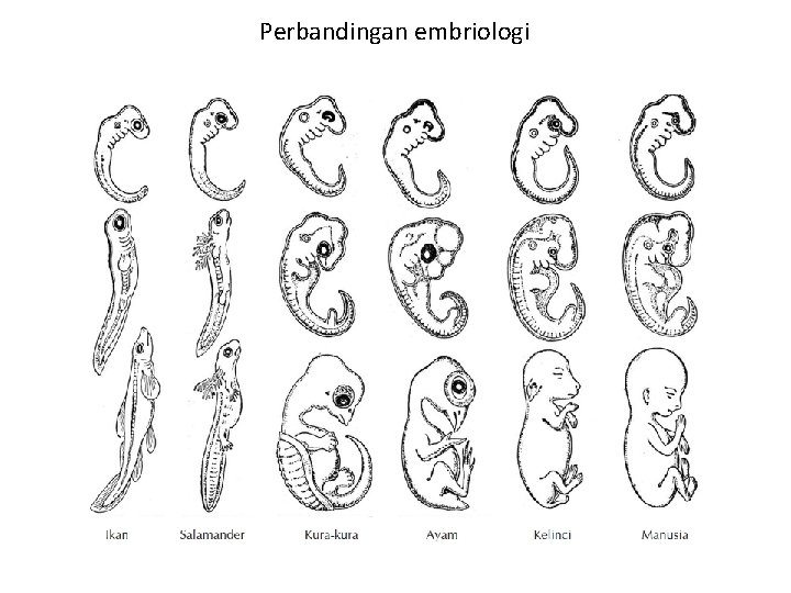 Perbandingan embriologi Perbandingan embriologi