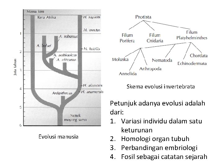 Skema evolusi invertebrata Evolusi manusia Petunjuk adanya evolusi adalah dari: 1. Variasi individu dalam Skema evolusi invertebrata Evolusi manusia Petunjuk adanya evolusi adalah dari: 1. Variasi individu dalam