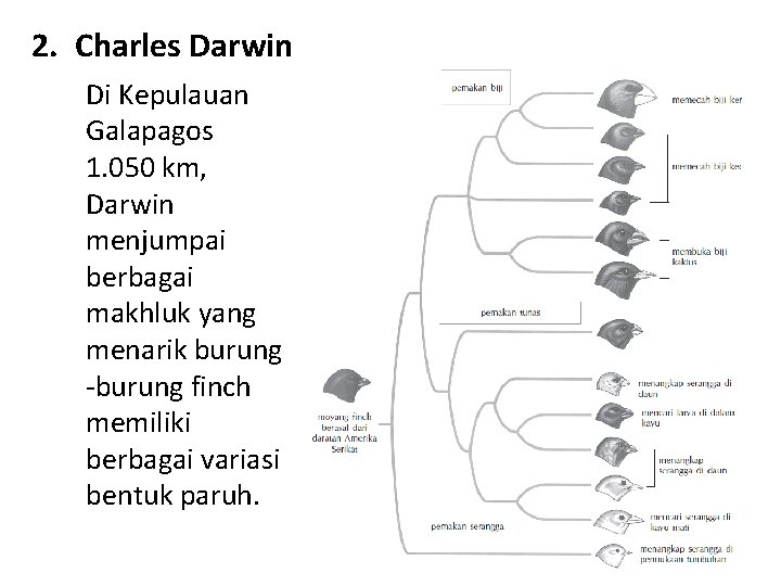 2. Charles Darwin Di Kepulauan Galapagos 1. 050 km, Darwin menjumpai berbagai makhluk yang 2. Charles Darwin Di Kepulauan Galapagos 1. 050 km, Darwin menjumpai berbagai makhluk yang