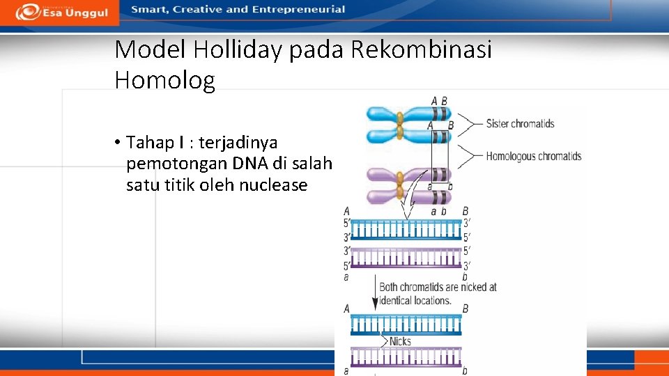 Model Holliday pada Rekombinasi Homolog • Tahap I : terjadinya pemotongan DNA di salah