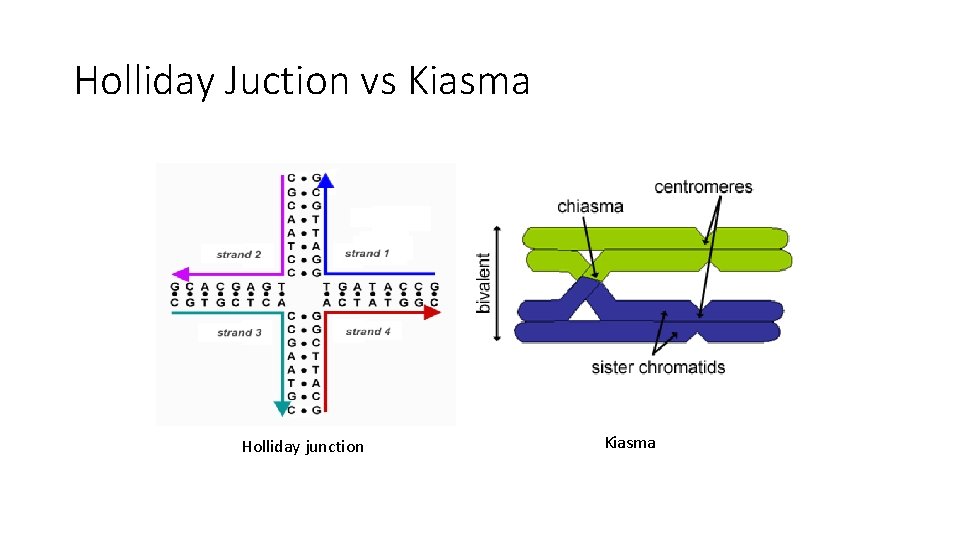 Holliday Juction vs Kiasma Holliday junction Kiasma 