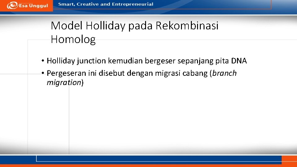 Model Holliday pada Rekombinasi Homolog • Holliday junction kemudian bergeser sepanjang pita DNA •