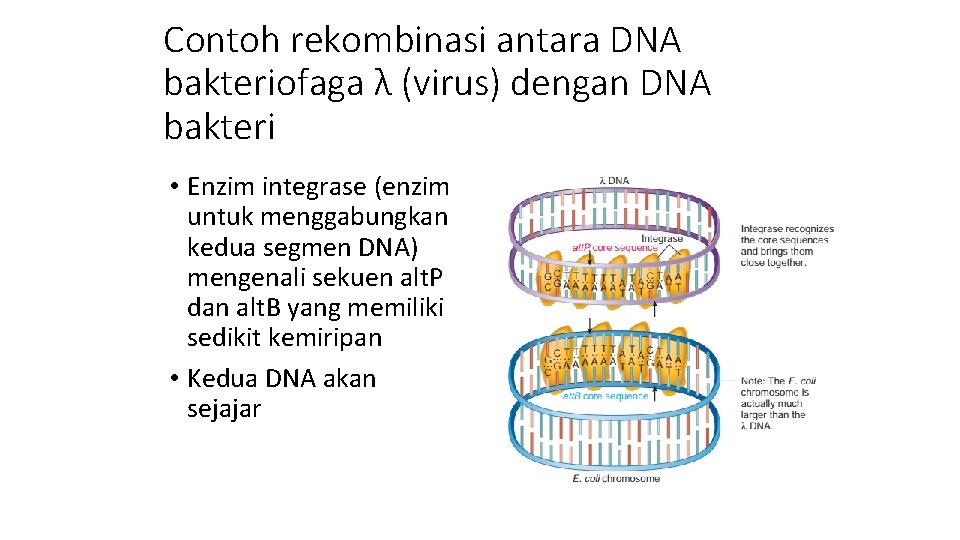 Contoh rekombinasi antara DNA bakteriofaga λ (virus) dengan DNA bakteri • Enzim integrase (enzim